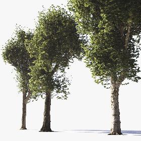 3D Pollarded Plane Trees model